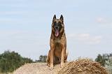 MALINOIS 950